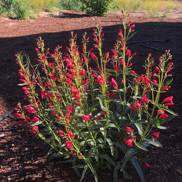 Penstemon - Red Riding Hood Beardtongue Penstemon (Penstemon schmidel) - Red, Pink Flower Seeds - 30 seeds - FREE Shipping