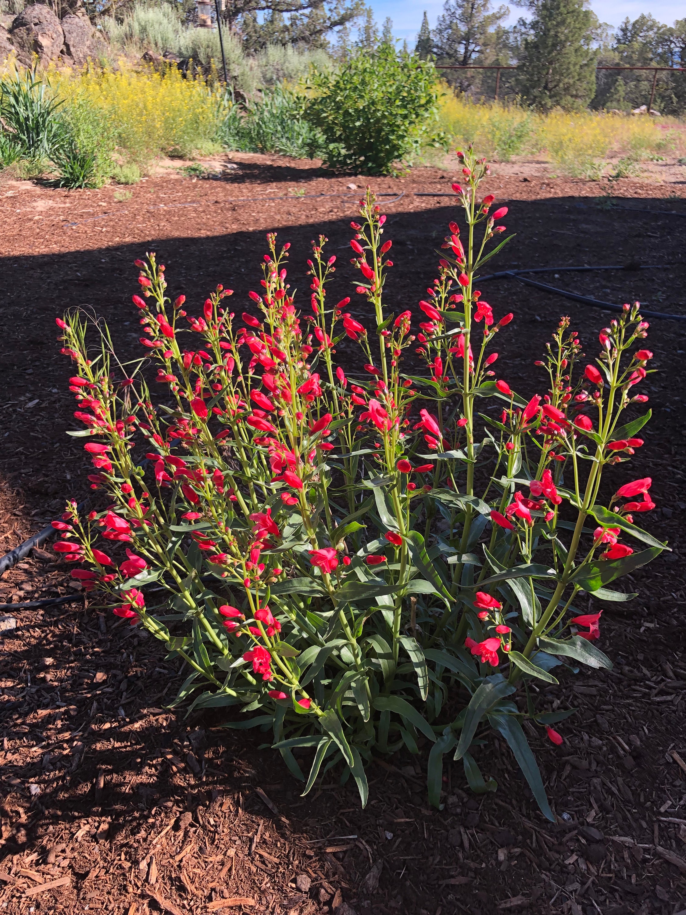 Penstemon Red Riding Hood Beardtongue Penstemon penstemon Schmidel Red
