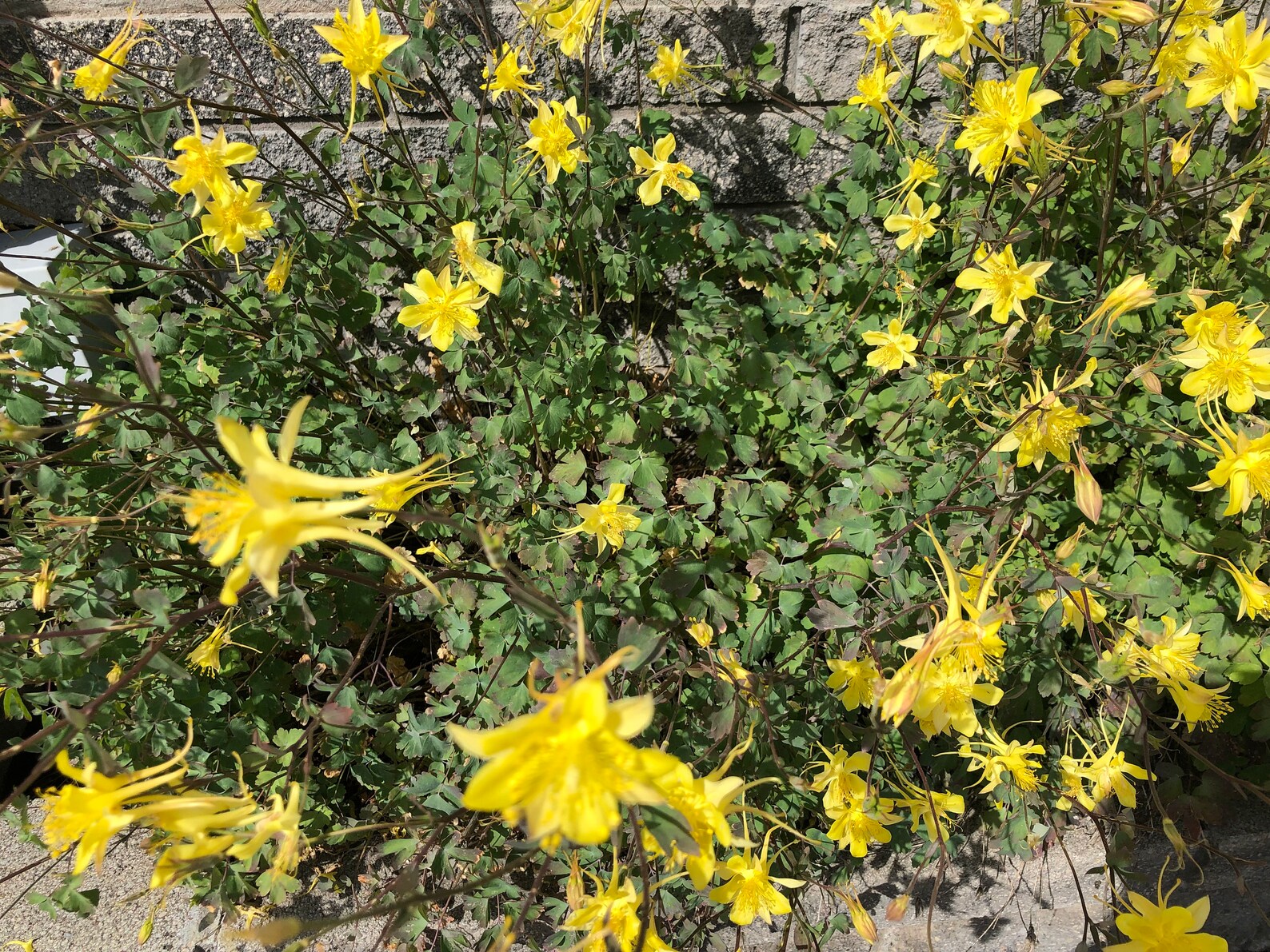 Columbine Flowers Pure Yellow Flowers 30 seeds FREE Etsy