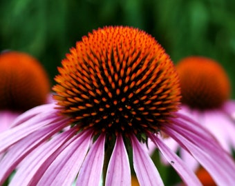 Echinacea Purpurea - Purple Coneflower - Cut Garden - Pollinator - 30 seeds - FREE Shipping