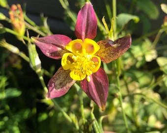 Columbine Flowers - Magenta and Yellow Flowers - 30 seeds - FREE Shipping