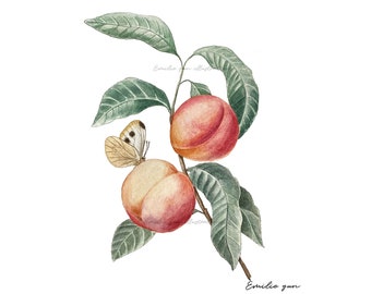 Reproduction Aquarelle - Pêches