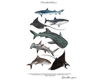 Reproduction Aquarelle - Requins et Raies