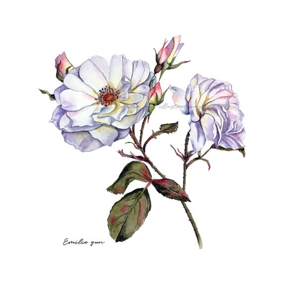 Reproduction Aquarelle Rose Blanche - Etsy