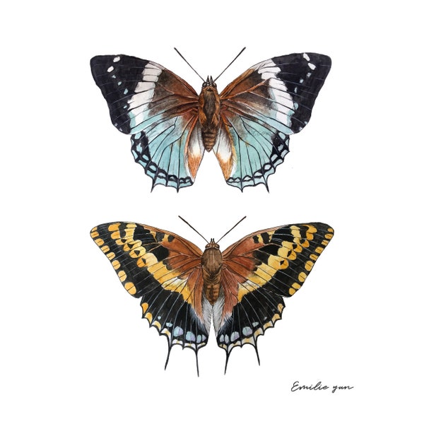 Reproduction Aquarelle - Papillons