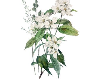 Reproduction Aquarelle - Seringat/Jasmin des Poètes