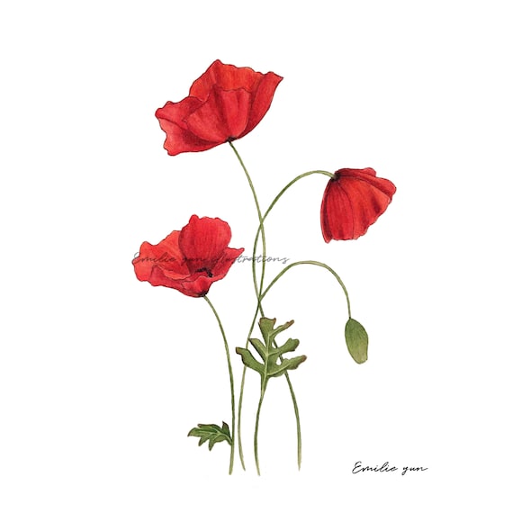 Reproduction Aquarelle Coquelicots - Etsy