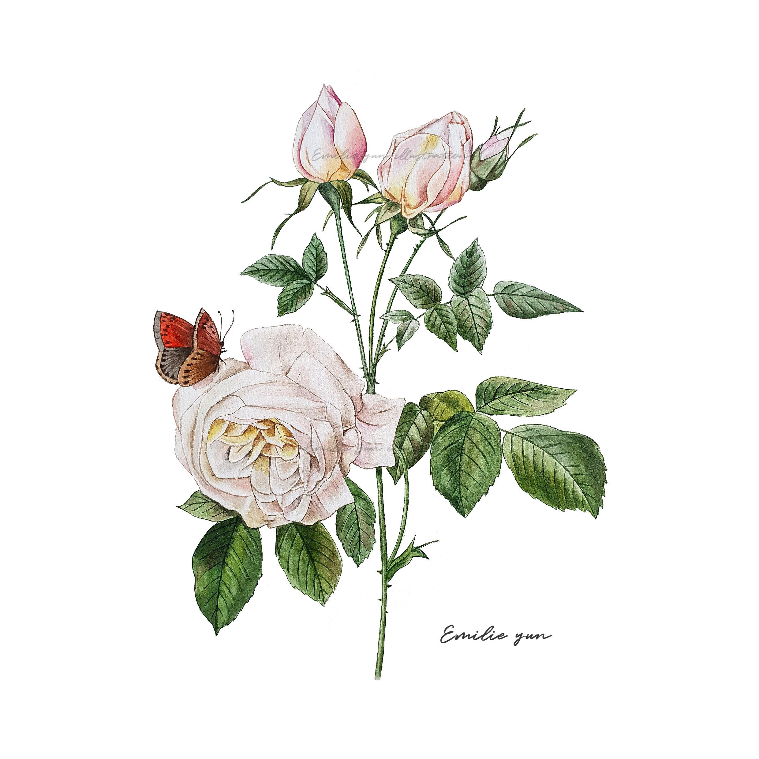 Reproduction Aquarelle Rose Blanche - Etsy Canada