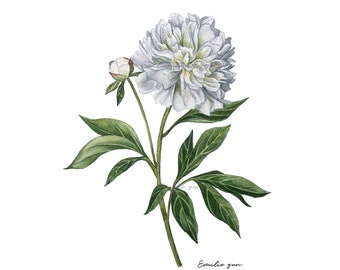 Reproduction Aquarelle - Pivoine Blanche