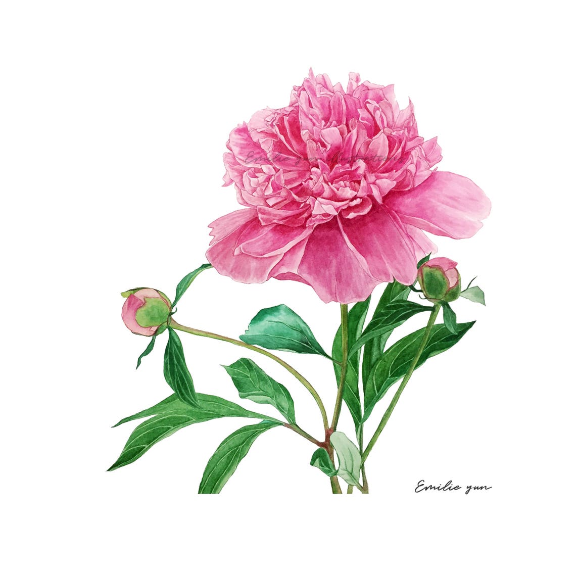 Reproduction Aquarelle Pivoine - Etsy