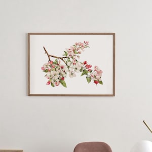 Impression d&#39;art botanique / Fleurs de Pommier / Affiche Vintage Aquarelle / Art mural floral /  Décoration intérieure