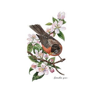 Impression d&#39;art botanique / Merle d&#39;Amérique / Affiche Vintage Aquarelle / Art mural floral /  Décoration intérieure / Affiche oiseau