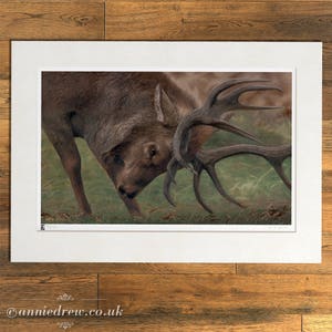 Wildlife Art Print, Stag image 1