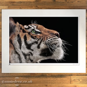 Wildlife Art Print, Tiger