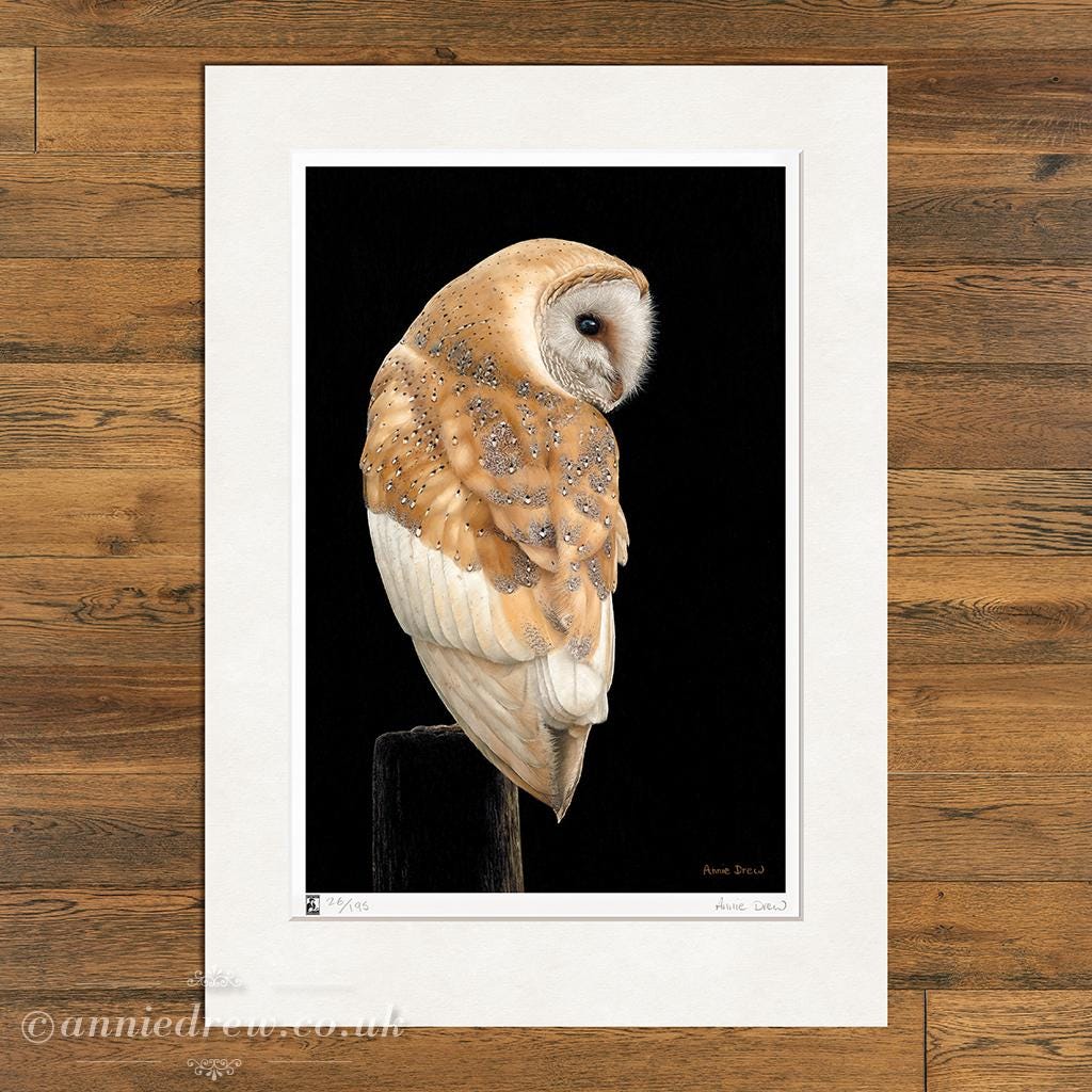 Wildlife Art Print, Barn Owl