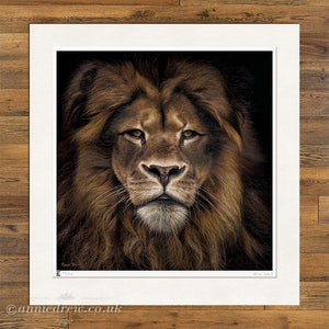 Wildlife Art Print, Lion