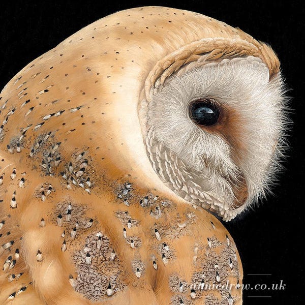 Wildlife Art Print, Barn Owl