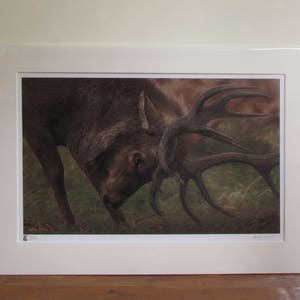 Wildlife Art Print, Stag image 7