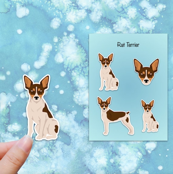 Rat terrier undocked tail 2025