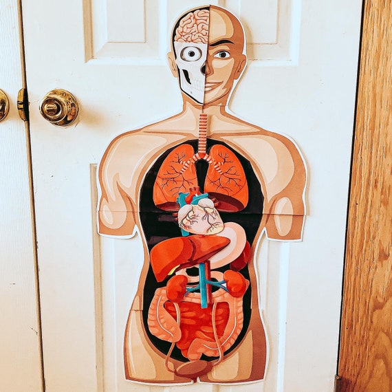 Life Size Human Body Poster