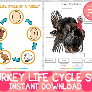 Turkije levenscyclus en anatomieset