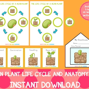 Conjunto de anatomía y ciclo de vida de la planta de frijol