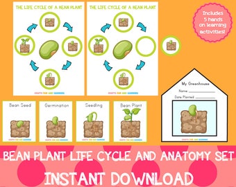 Bean Plant Life Cycle and Anatomy Set