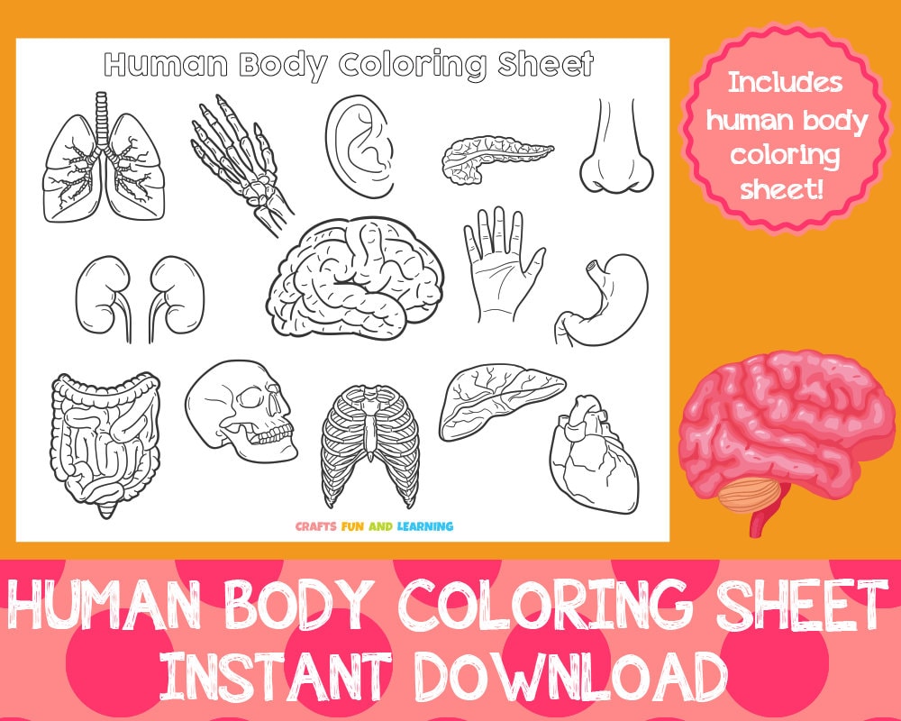 Human Body Coloring Sheet, Coloring Pages for Kids - Etsy