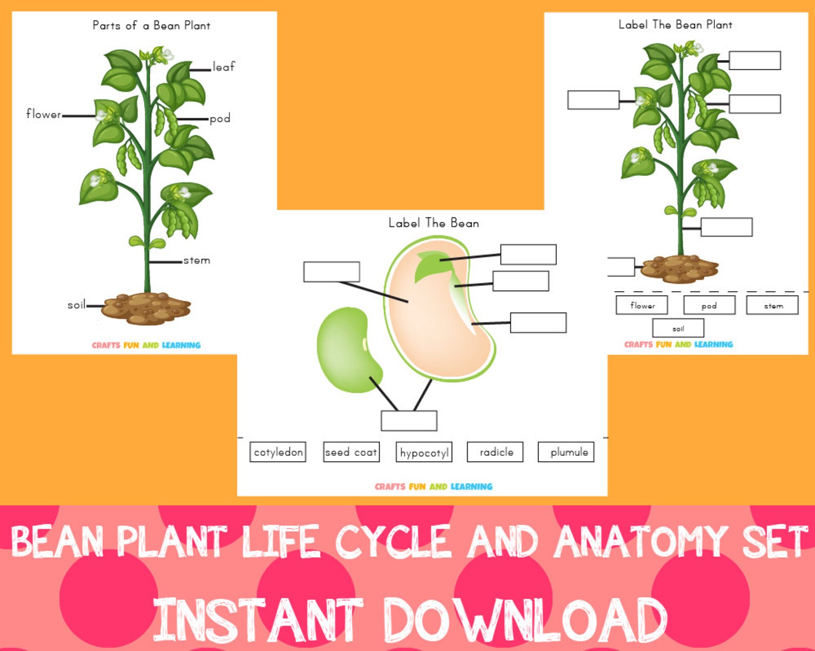 Bean Plant Life Cycle and Anatomy Set Etsy