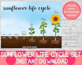 Sunflower Life Cycle Set, Homeschool Printable Activity (Digital Download)