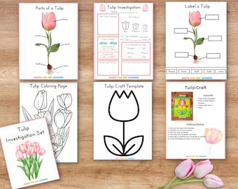 Tulip Learning Pack, Science Activity, Coloring Page (Digital Download)