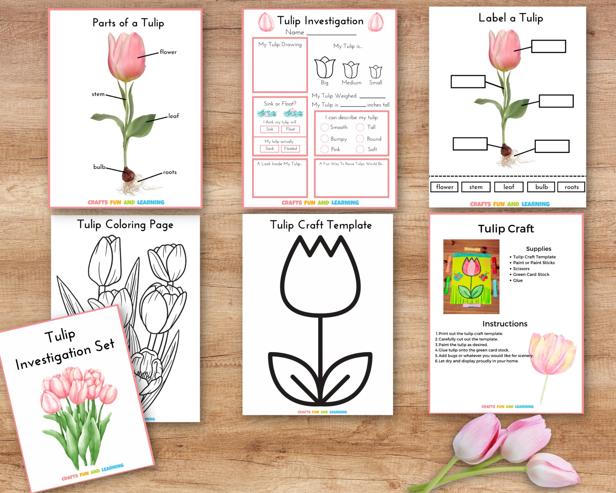 Tulpen-Untersuchungs-Set, Tulpen-Lernpaket, Blumen-Wissenschafts-Paket