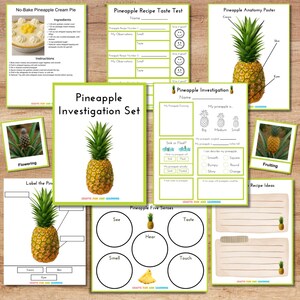 Pineapple Investigation Set