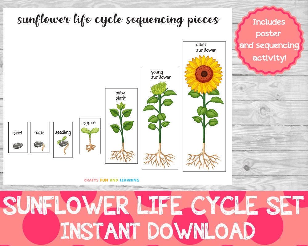 Sunflower Life Cycle Set, Homeschool Printable Activity (digital ...
