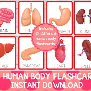 Conjunto de tarjetas didácticas del cuerpo humano