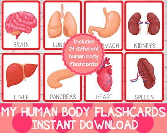 Human Body Flashcards Set
