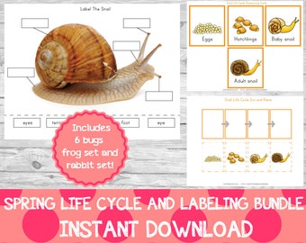 Frühlings-Lebenszyklus und Beschriftungs-Set, Frühlings-Lernpaket, Käfer-Lernpaket, Frühlings-Vorschulpaket, Käfer-Vorschulpaket,
