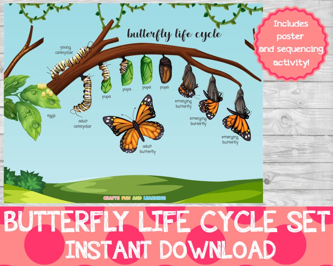 Life Cycle of a Butterfly Printables Mom. Wife. Busy Life.