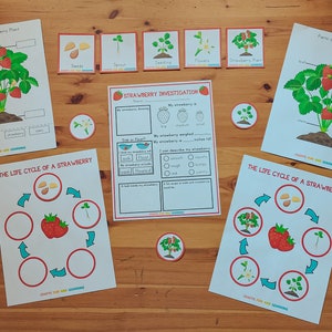 May include: A set of printable educational worksheets for kids about the life cycle of a strawberry. The worksheets feature colorful illustrations of a strawberry plant, seeds, flowers, and the different stages of growth. The worksheets also include a strawberry investigation sheet with questions about the size, shape, and taste of strawberries.