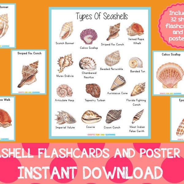 Seashell Flashcards and Poster Set, Seashell Unit Study, Seashell Learning Set