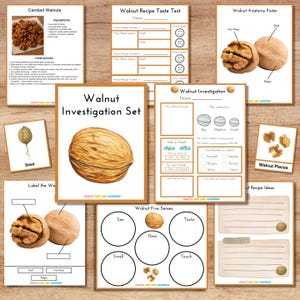 May include: A collection of educational printables about walnuts, including a recipe for candied walnuts, anatomy diagrams, and taste test sheets. The set features illustrations of walnuts and their parts, with text labels.