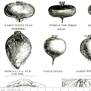 May include: A black and white line drawing illustration of different types of turnips. The turnip varieties are labeled: Large White Flat Norfolk, Purple Top Strap Leaf, Skirving's L. Pcr-Ple Top, White Stone, and Large White.