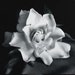 Gardenia Fabrics