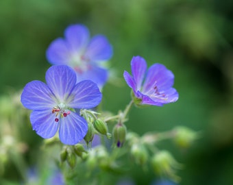Wild Geranium