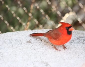 Winter Cardinal