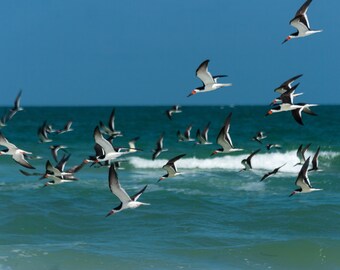 Birds flying over the Ocean