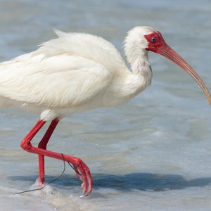 White Ibis
