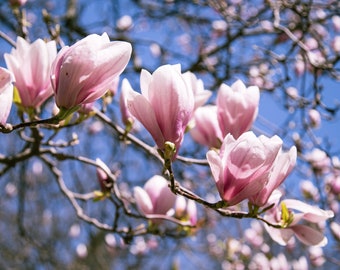 Magnificent Magnolia