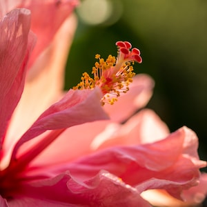 Regal Hibiscus