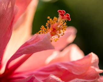 Regal Hibiscus